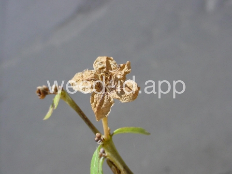 matrimonyvine